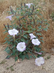 Datura wrightii