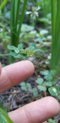 Trifolium breweri