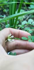 Trifolium breweri