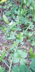 Trifolium breweri