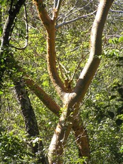Bursera grandifolia