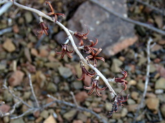 Adromischus cooperi