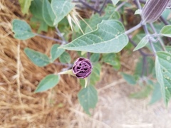 Datura wrightii