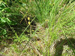 Carex lepidocarpa