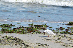 Chroicocephalus ridibundus