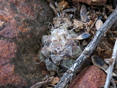 Anacampseros albidiflora