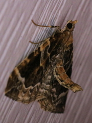 Ecliptopera silaceata