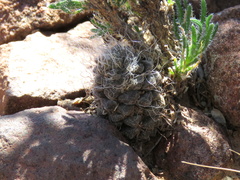 Anacampseros albidiflora