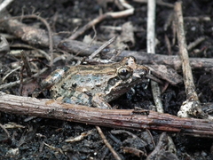 Leptodactylus natalensis