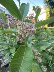 Asclepias syriaca