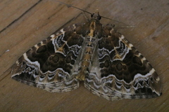 Ecliptopera silaceata