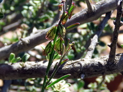 Polygala leptophylla