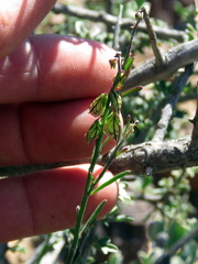Polygala leptophylla