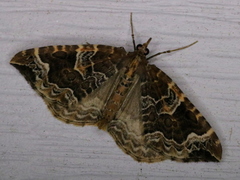 Ecliptopera silaceata