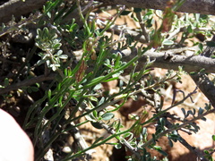 Polygala leptophylla