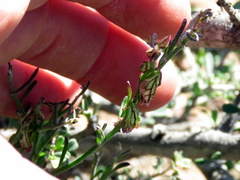 Polygala leptophylla