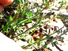 Polygala leptophylla