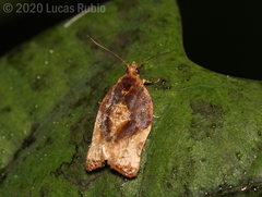 Argyrotaenia sphaleropa