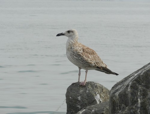 Goéland pontique, jeune