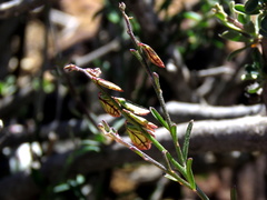 Polygala leptophylla