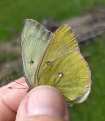 Colias occidentalis