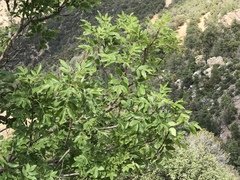 Fraxinus papillosa