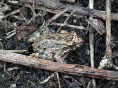 Leptodactylus natalensis