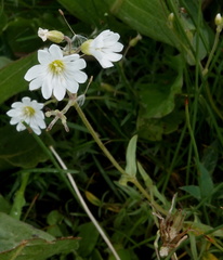 Cerastium arvense strictum