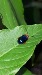 Alagoasa acutangula