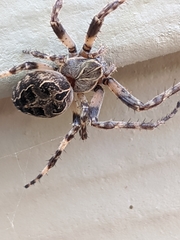 Larinioides sclopetarius