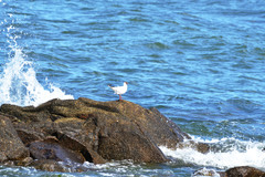 Chroicocephalus ridibundus