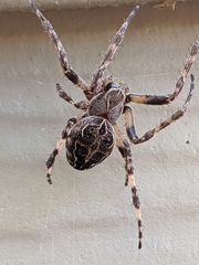 Larinioides sclopetarius