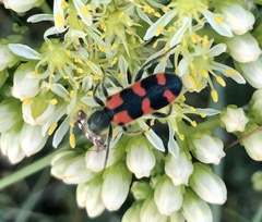 Trichodes leucopsideus