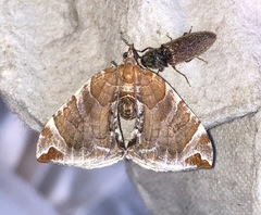 Eulithis molliculata