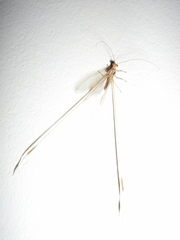 Nemopteridae