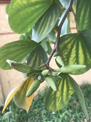Bauhinia variegata candida