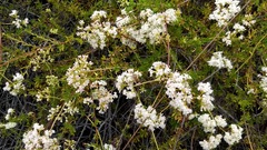 Eriogonum fasciculatum fasciculatum