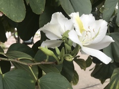 Bauhinia variegata candida