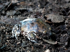 Dermatonotus muelleri