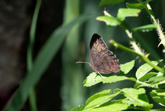 Cercyonis pegala nephele