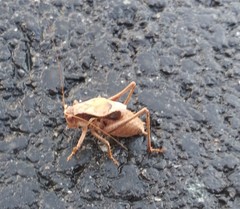 Atlanticus testaceus