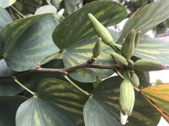Bauhinia variegata candida