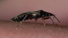 Anthocoris nemoralis