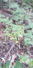 Silene lemmonii