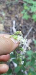 Silene lemmonii