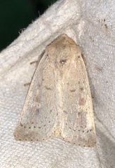 Leucania pseudargyria