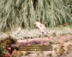 Ardea cinerea