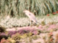 Ardea cinerea
