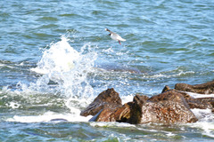 Chroicocephalus ridibundus