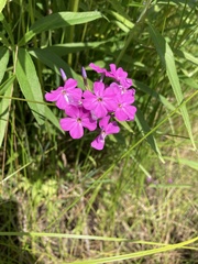 Phlox glaberrima